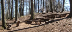 Waldschule: Bänke und Lehrerpult aus Holzstämmen im Wald