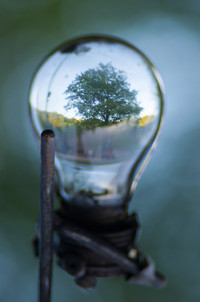 Das Bild zeigt eine Glühbirne, in dessen Glas sich ein Baum spiegelt.