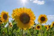 Das Bild zeigt ein Feld voller Sonnenblumen unter blauem Himmel.