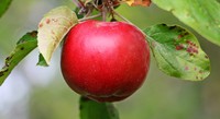Das Bild zeigt einen roten Apfel, der am Baum hängt.