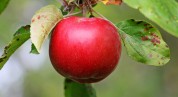 Das Bild zeigt einen roten Apfel.