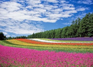 Das Bild zeigt mehrere Blumenfelder, die klar voneinander abgegrenzt nebeneinander liegen.