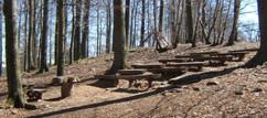 Waldschule Waldschule: Bänke und Lehrerpult aus Holzstämmen im Wald