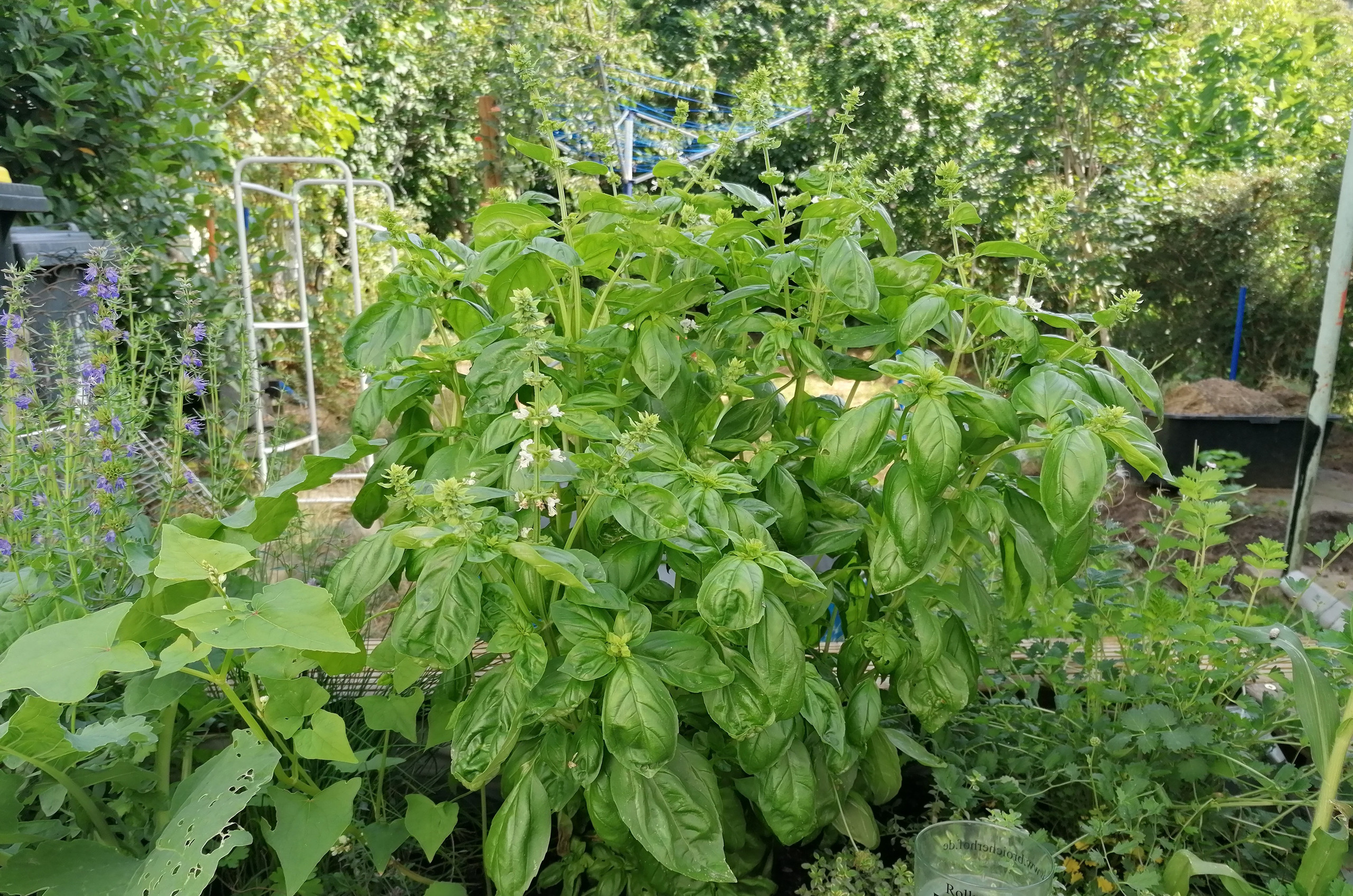 Beet Das Bild zeigt ein Kräuter- und Gemüsebeet.